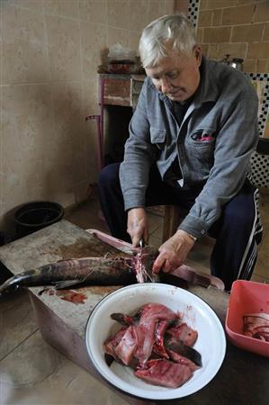 生サケは手際よく切り分けられスープや焼き物に＝２０１３年１０月５日、ロシア・クラスヌィ・ヤール村（伊藤健次さん撮影）
