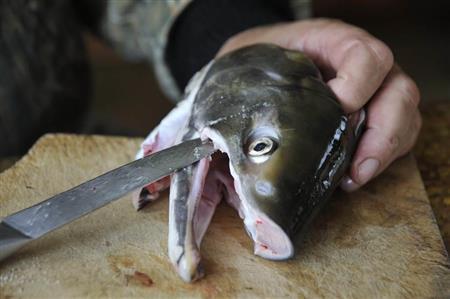 頭もむだにしない。鼻先やゼラチン質の氷頭（ひず）はごちそうである＝２０１３年１０月５日、ロシア・クラスヌィ・ヤール村（伊藤健次さん撮影）