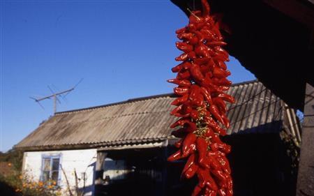 軒下の唐辛子が秋の深まりを告げる＝ロシア・クラスヌィ・ヤール村（伊藤健次さん撮影）