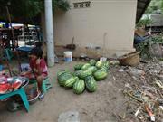 中国からのＦ１ハイブリッド種子で作られた西瓜。ラグビーボールのような形で、日本の西瓜よりかなり大きい＝ミャンマー・チャウセー郡（筆者撮影）