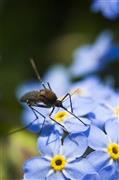 米アラスカ州の花、ワスレナグサにとまる蚊＝２０１２年６月２９日（松本紀生さん撮影）