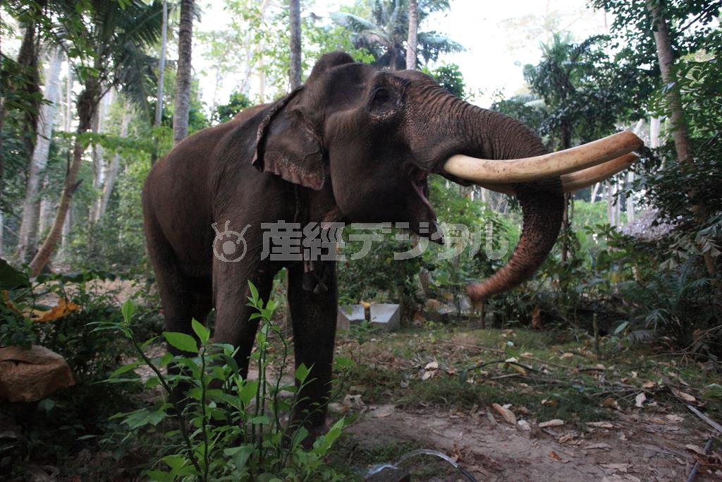 映画にも登場した６３歳のゾウ、ラジャン。元々は林業に従事して、木材運搬の労を担っていたという＝２０１０年３月２５日、インド・アンダマン諸島のハブロック島（越智隆治さん撮影）