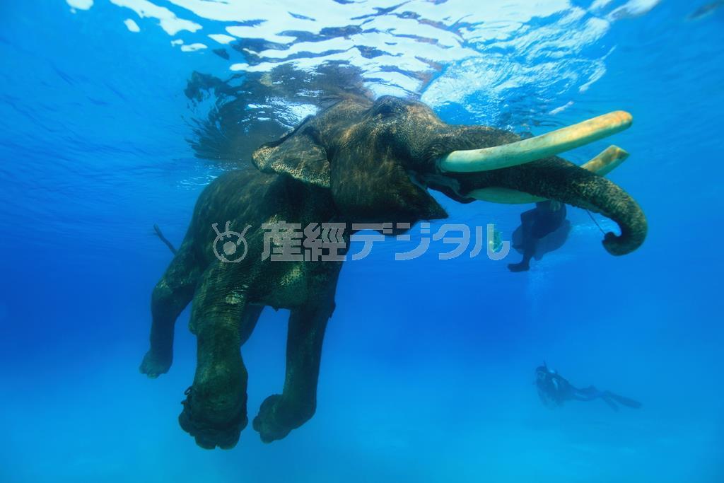 海を泳ぐゾウ、６３歳のラジャン。海を泳ぐことのできるゾウはこのラジャン１頭＝２０１０年３月２５日、インド・アンダマン諸島のハブロック島（越智隆治さん撮影）