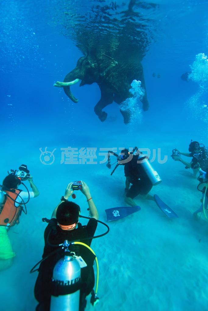 海を泳ぐゾウ、ラジャンは素晴らしい被写体になる＝２０１０年３月２５日、インド・アンダマン諸島のハブロック島（越智隆治さん撮影）