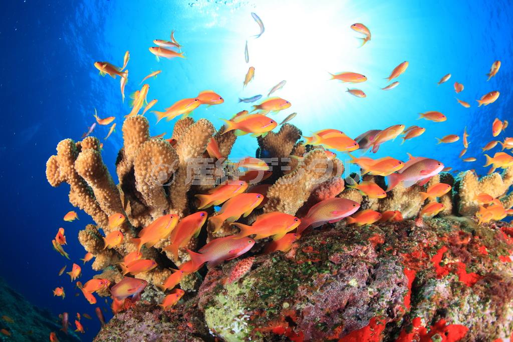 ラジャンの泳ぐアンダマン海では、色鮮やかな魚の群れにも遭遇できる＝２０１０年３月２６日、インド・アンダマン諸島のハブロック島（越智隆治さん撮影）