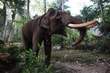 映画にも登場した６３歳のゾウ、ラジャン。元々は林業に従事して、木材運搬の労を担っていたという＝２０１０年３月２５日、インド・アンダマン諸島のハブロック島（越智隆治さん撮影）