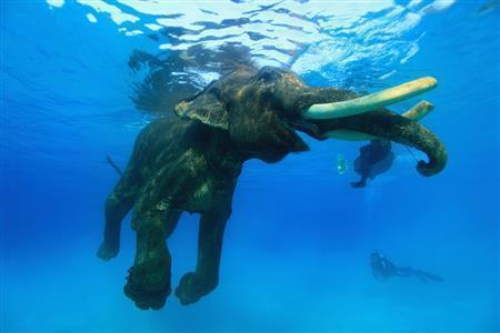 海を泳ぐゾウ、６３歳のラジャン。海を泳ぐことのできるゾウはこのラジャン１頭＝２０１０年３月２５日、インド・アンダマン諸島のハブロック島（越智隆治さん撮影）