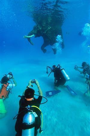 海を泳ぐゾウ、ラジャンは素晴らしい被写体になる＝２０１０年３月２５日、インド・アンダマン諸島のハブロック島（越智隆治さん撮影）