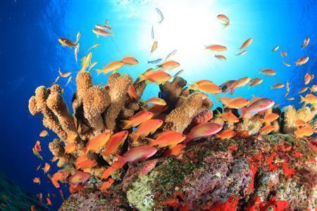 ラジャンの泳ぐアンダマン海では、色鮮やかな魚の群れにも遭遇できる＝２０１０年３月２６日、インド・アンダマン諸島のハブロック島（越智隆治さん撮影）
