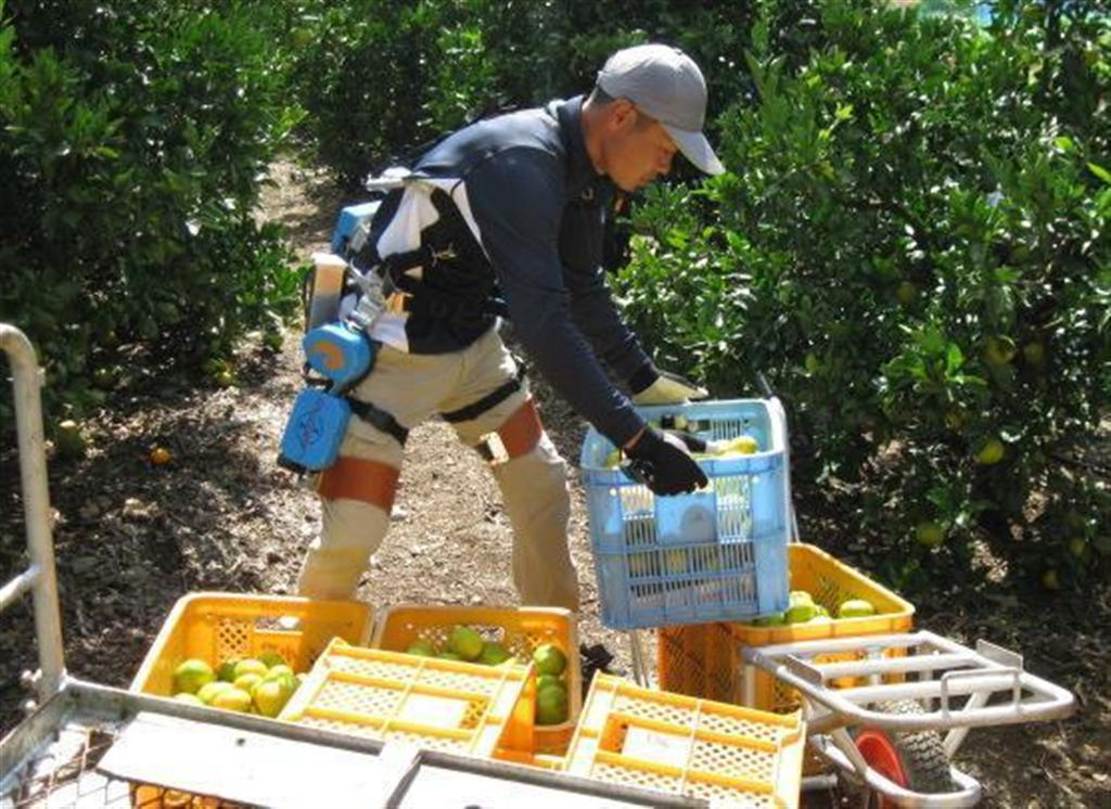 和歌山大学のロボティクス研究室が開発した農業用のアシストスーツ。約２０キロのミカンのケースを半分の力で運搬できる（同大提供）