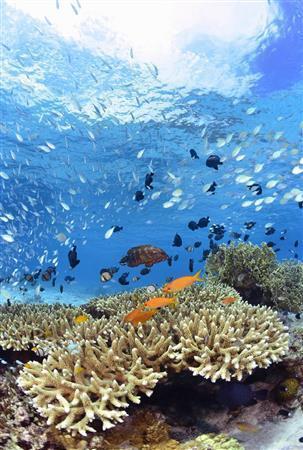 色とりどりの熱帯魚が泳ぐ沖縄・慶良間諸島の阿嘉島沖のサンゴ礁（共同）
