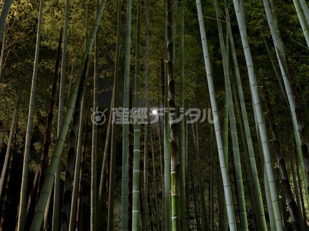 月の通り道が意識された竹藪。月明かりに照らされた緑色の幹が、しっとり清艶な姿に見える＝２０１４年５月１３日、京都市東山区・高台寺（井浦新さん撮影）