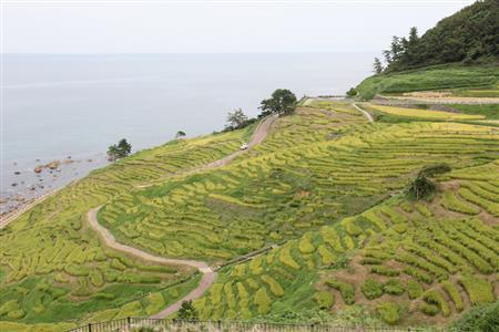 国指定名勝の「白米千枚田」。２０１１年に国連食糧農業機関によって国内初の「世界農業遺産」として登録された。１０月１８日からはライトアップが始まり、来年３月１５日まで楽しめる。日没に合わせて自動点灯し、４時間後に消灯する＝２０１４年９月３日、石川県輪島市（田中幸美撮影）