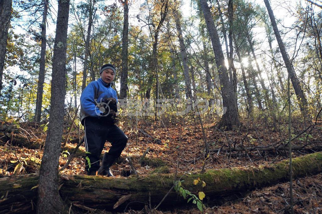 チョウセンゴヨウの実を拾うウォーバ。これからどんな大人になるだろうか＝２０１４年１０月５日、ロシア・クラスヌィ・ヤール村（伊藤健次さん撮影）