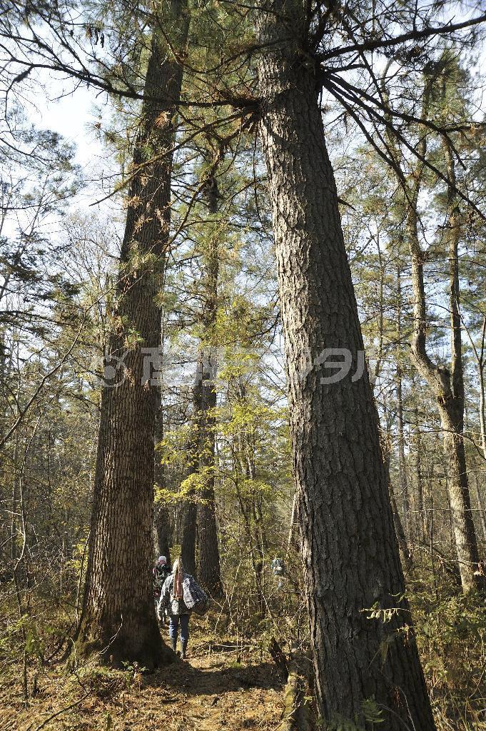 チョウセンゴヨウの実を拾うウオーバ。これからどんな大人になるだろうか＝２０１４年１０月４日、ロシア・クラスヌィ・ヤール村（伊藤健次さん撮影）