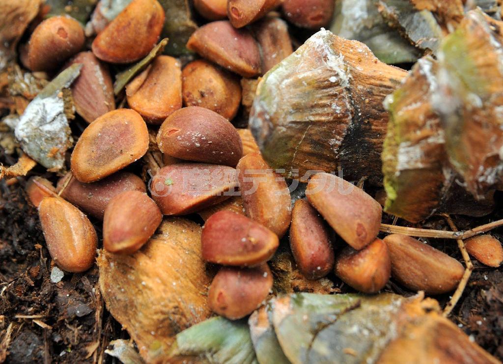 松ぼっくりをばらし、茶色の殻を割ると白い実が現れる＝２０１４年１０月４日、ロシア・クラスヌィ・ヤール村（伊藤健次さん撮影）