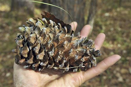 チョウセンゴヨウの松ぼっくり。大人の手にあまる大きさだ＝２０１４年１０月４日、ロシア・クラスヌィ・ヤール村（伊藤健次さん撮影）