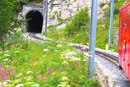 色とりどりの高山植物が咲き誇るなかを、2両編成の小さな鉄道はゆっくり走る