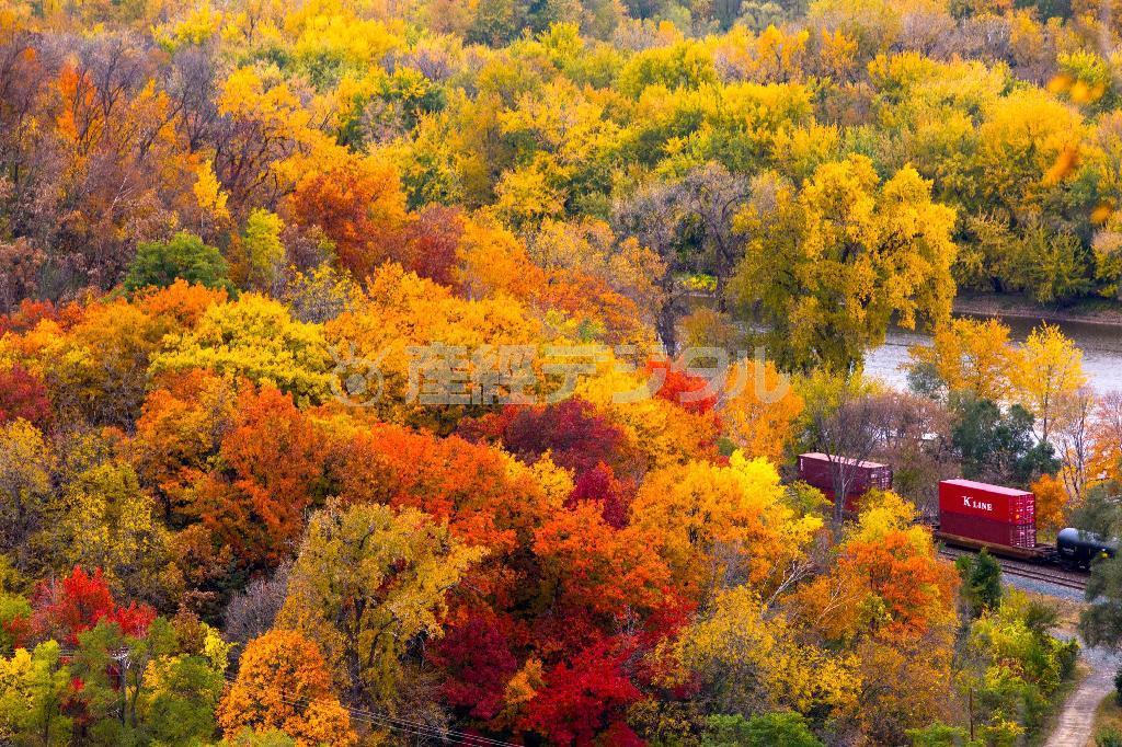 レッドウィングのメモリアルパークから望むミシシッピ川。広大な森が鮮やかに色づいていた＝２０１４年１０月１６日、米ミネソタ州レッドウィング（緑川真実さん撮影）