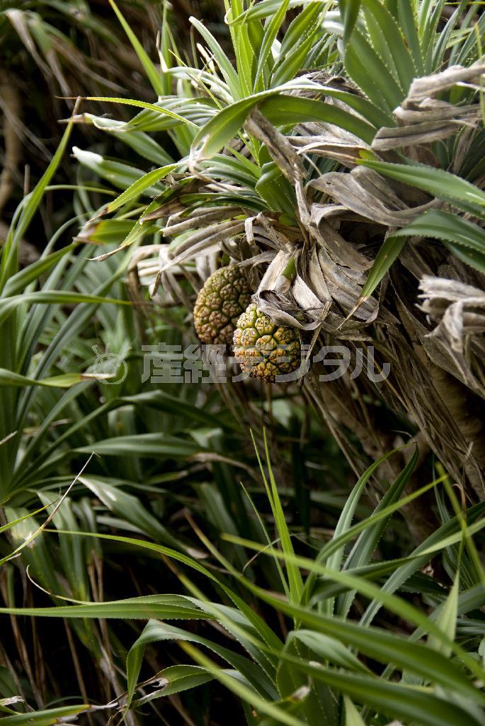 島でよく見かけるアダンの実。パイナップルのような外見と香りを漂わせる＝２０１４年５月２４日、鹿児島県大島郡瀬戸内町・加計呂麻島（井浦新さん撮影）