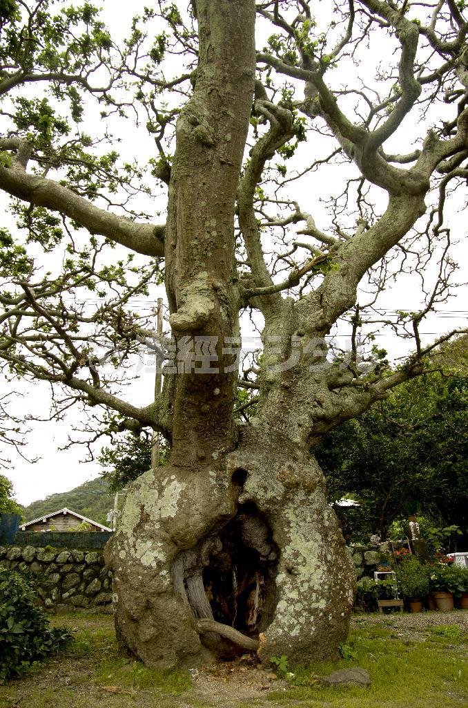 インド原産のマメ科の落葉高木であるデイゴ。５～６月には真紅の花を咲かせる。加計呂麻島（かけろまじま）では諸鈍集落のデイゴ並木が有名だが、木々が自然に形づくった祠を見かけた＝２０１３年５月２６日、鹿児島県大島郡瀬戸内町・加計呂麻島（井浦新さん撮影）