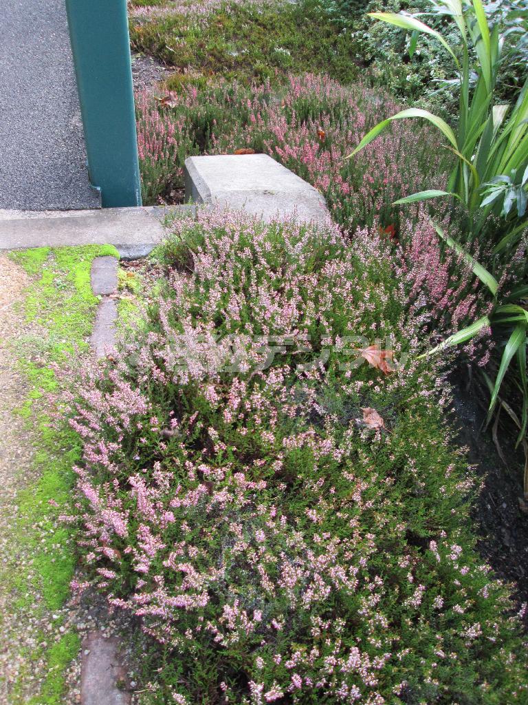 グレングラント蒸留所内に咲くヒース。繊維が強く、かつては屋根ふきの材料としても用いられていた＝２０１４年９月２３日、英スコットランド（大西史朗撮影）