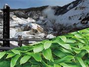 登別温泉の熊笹＝北海道登別市（提供写真）
