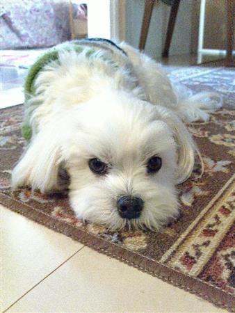 札幌のお気に入りの風景をガイドする乾家の愛犬・まる。寒くなってきているのですが、誰かが外出したときは基本玄関で待っています＝２０１４年１１月１日、北海道札幌市（乾ルカさん撮影）
