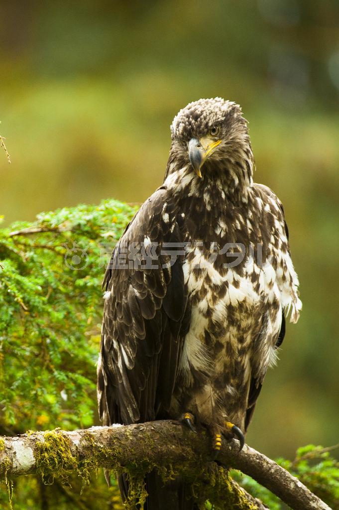 幼鳥は体毛がまだらであるが、眼光の鋭さは早や成鳥並みである＝２００９年７月２２日、米アラスカ州（松本紀生さん撮影）