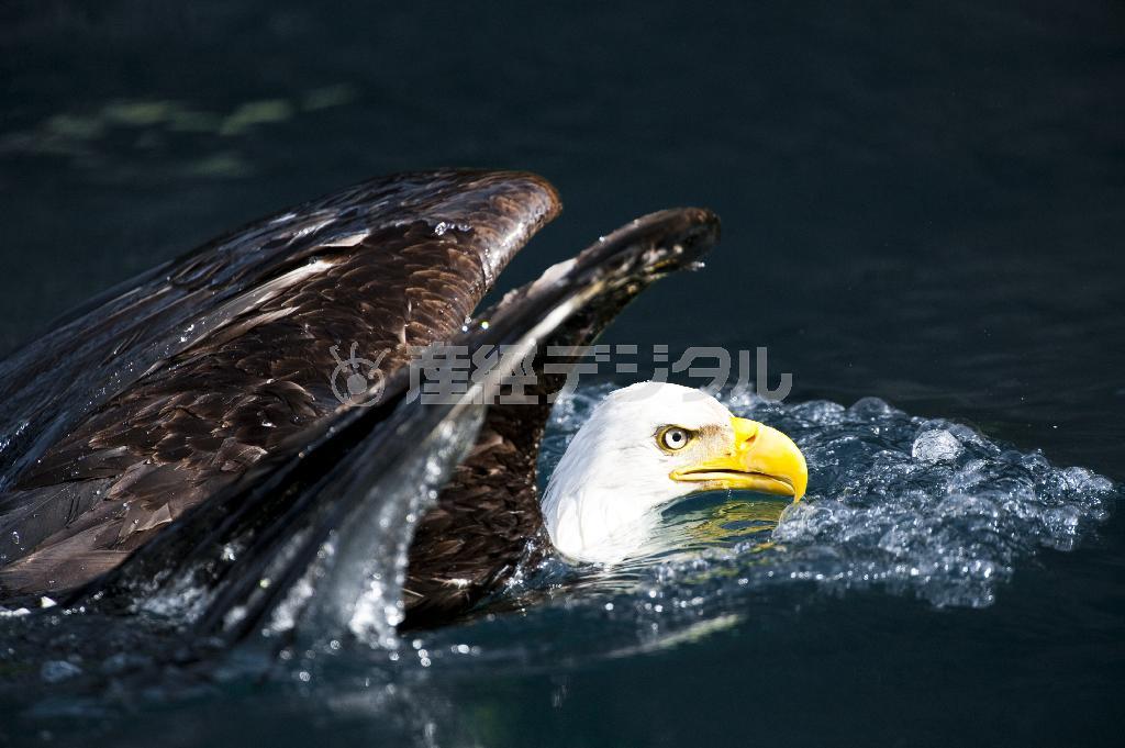 これぞハクトウワシのバタフライ。毎秒１ストロークの遠泳だった＝２００９年６月１６日、米アラスカ州（松本紀生さん撮影）