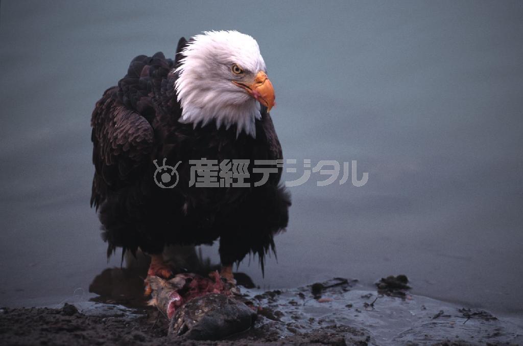 なんと魚を持ったまま岸まで辿（たど）り着いたのだった＝米アラスカ州（松本紀生さん撮影）