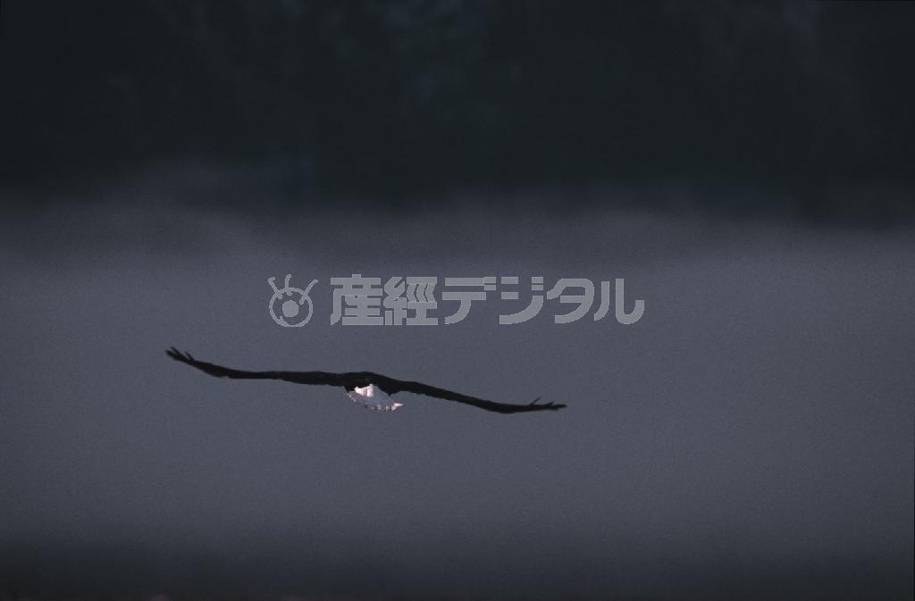 風に乗り大空を漂う姿には憧れすら感じる＝米アラスカ州（松本紀生さん撮影）