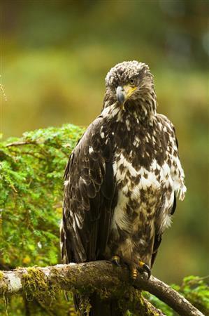幼鳥は体毛がまだらであるが、眼光の鋭さは早や成鳥並みである＝２００９年７月２２日、米アラスカ州（松本紀生さん撮影）