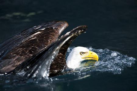 これぞハクトウワシのバタフライ。毎秒１ストロークの遠泳だった＝２００９年６月１６日、米アラスカ州（松本紀生さん撮影）
