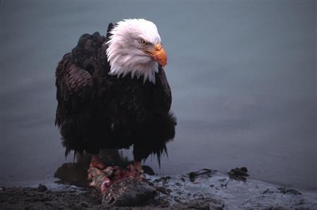 なんと魚を持ったまま岸まで辿（たど）り着いたのだった＝米アラスカ州（松本紀生さん撮影）