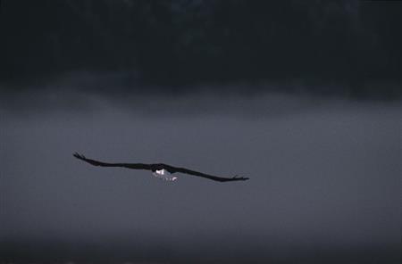風に乗り大空を漂う姿には憧れすら感じる＝米アラスカ州（松本紀生さん撮影）