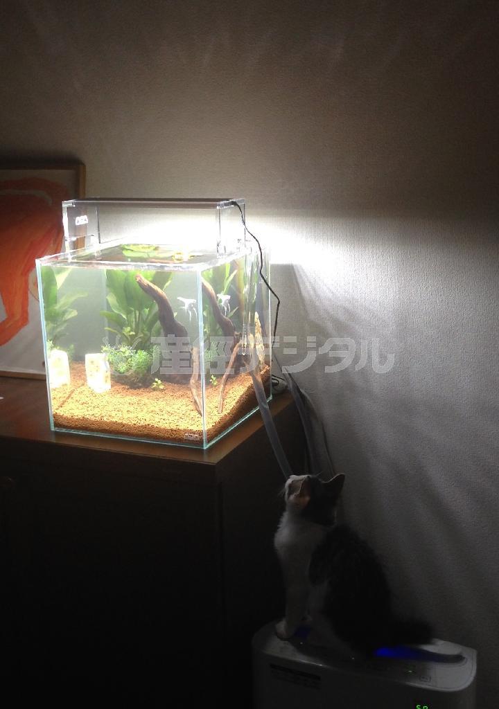 真夜中、一心不乱に水槽を眺める猫＝２０１４年８月１２日（本谷有希子さん撮影）