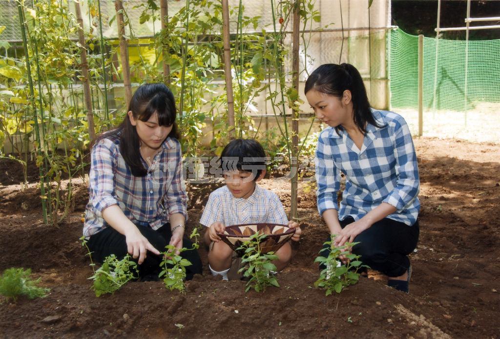 秋篠宮邸内でハーブを収穫される眞子さま、悠仁さま、佳子さま。眞子さまと佳子さまは国際基督教大学（ＩＣＵ）を選ばれ、悠仁さまはお茶の水女子大付属小学校に通われている＝２０１４年８月７日（宮内庁提供）