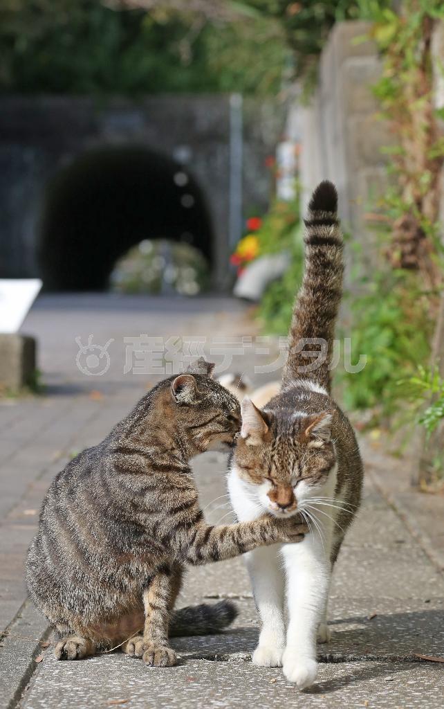 「ニャニャニャ…」。なにやら内緒話？＿藍島隧道（あいのしまずいどう）付近で見かけた仲良しの２匹＝２０１４年１０月２９日、福岡県北九州市小倉北区の藍島（尾崎修二撮影）