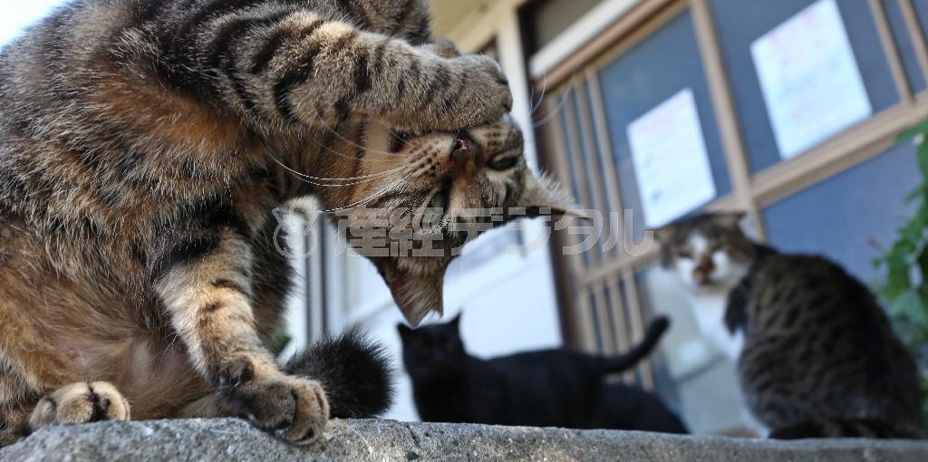 近寄ってもへっちゃら。島の人々から大切にされているのがわかる＝２０１４年１０月２９日、福岡県北九州市小倉北区の藍島（尾崎修二撮影）