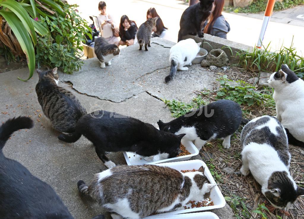 島民の協力で数カ所に設けられた餌やり場は観光客がネコとがふれ合うことのできるスポットだ＝２０１４年１０月２９日、福岡県北九州市小倉北区の藍島（尾崎修二撮影）