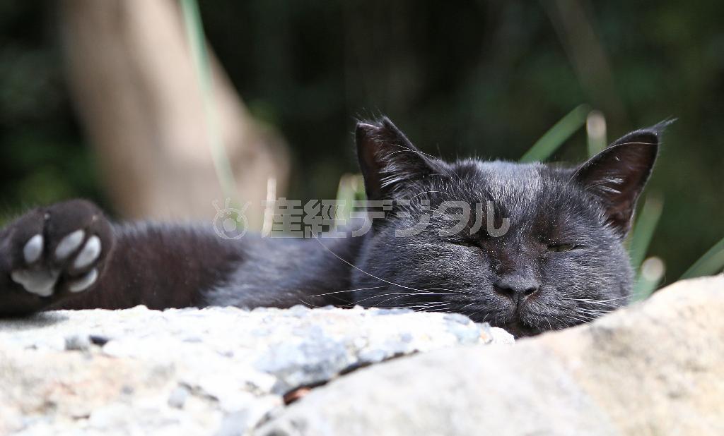耳にはサクラの花びら。藍島（あいのしま）で穏やかに暮らす猫＝２０１４年１０月２９日、福岡県北九州市小倉北区（尾崎修二撮影）