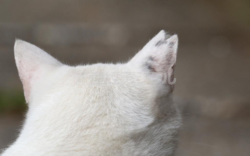 藍島（あいのしま）で暮らすネコたちの多くは不妊治療を施された印として耳をＶ字にカットされている。その耳が、まるでサクラの花びらのようだとして「さくらねこ」と呼ばれる＝２０１４年１０月２９日、福岡県北九州市（尾崎修二撮影）