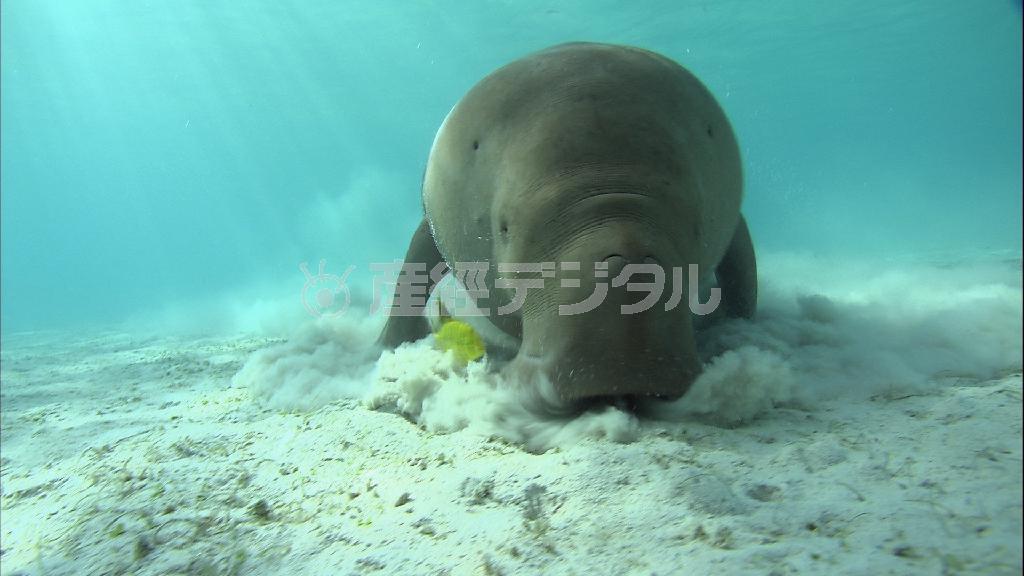 南の島の少年とジュゴンの間に友情が生まれる。（Ｃ）Ｍｉｃｈａｅｌ＿Ｐａｔｒｉｃｋ＿Ｗｏｎｇ