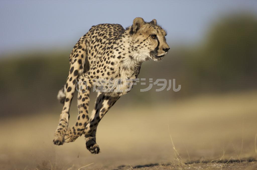 迫力ある映像にひきこまれる。（Ｃ）２０１４＿Ｄｉｓｃｏｖｅｒｙ＿Ｃｏｍｍｕｎｉｃａｔｉｏｎｓ，ＬＬＣ