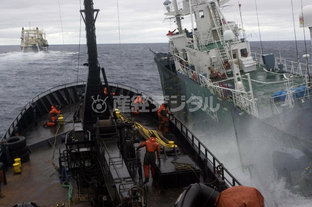 日本の調査捕鯨船団の目視採集船「第３勇新丸」（右）に衝突してくるシー・シェパードの妨害船。暴力を止めようとしないシー・シェパードは年々、右肩上がりで支援者からの寄付金を増やしている＝２０１０年２月６日、南極海（ＡＰ＝シー・シェパード提供）