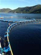 ジェイトレーディングが買収を決めたカリ・ツナのクロマグロ養殖場＝クロアチア