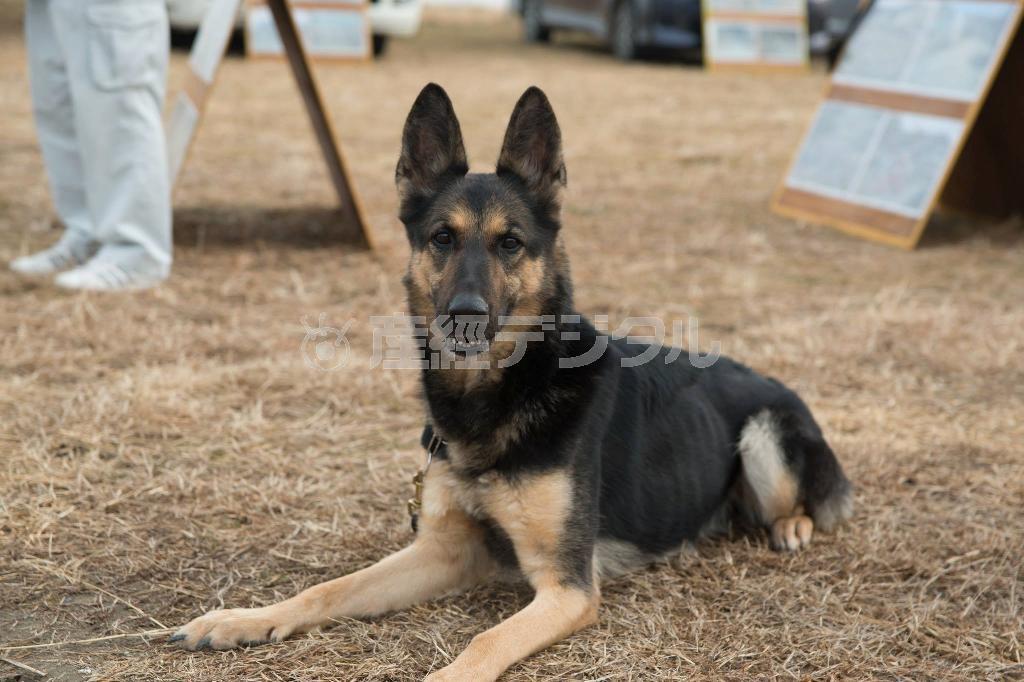 災害救助犬も出動！（島晃さん撮影、提供写真）