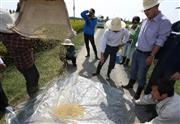 山東省日照市で９月末、収穫されたコメの状態をみる同省農業庁の関係者ら（中国新聞社）