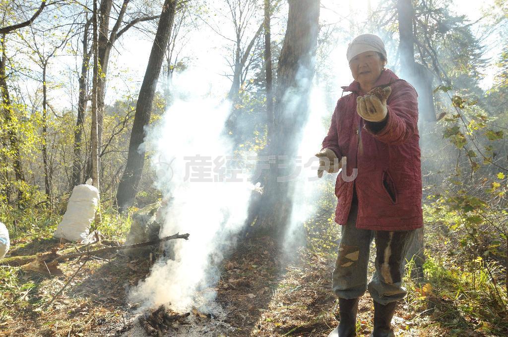 焚火で焼いたチョウセンゴヨウの実を差し出すアンナ＝２０１４年１０月４日、ロシア・クラスヌィ・ヤール村（伊藤健次さん撮影）